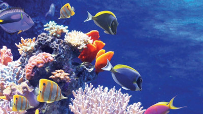 Açık denizlerdeki biyoçeşitlilik ‘anlaşma’ ile korunacak