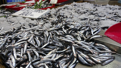 Balıkçıların gözü havada, denk gelen 500 kasa tutuyor