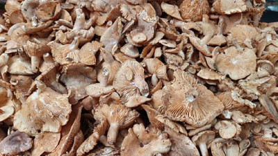 Tezgahlarda tirmit bolluğu: Fiyatı düştü