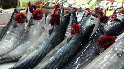 Balıkçılardan kötü haber! Tanesi 1000 liraya çıkabilir