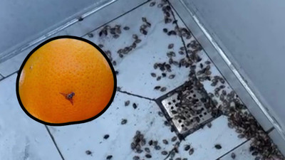 Kabus döndü! Evleri istila etmeye başladı!