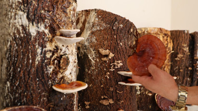 Cezaevinde yetiştirdiler, kilosu 15 bin TL'den satılıyor