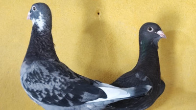 Bulup getirene 100 bin TL verecek