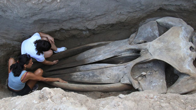 Dört yıl sonra gün yüzüne: Mersin'de Fin Balinası’nın iskeleti ortaya çıkıyor