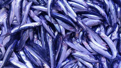 300 TL'den 150 TL'ye düştü, bulan alıyor