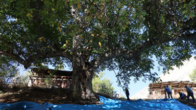 300 sanılıyordu, 620 yaşında çıktı! 6 asırdır bereket dağıtıyor