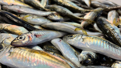 100 liraya düştü, kapış kapış gidiyor