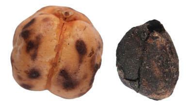 Bu nohut 4 bin 200 yaşında