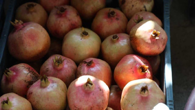 Tescilli Kuytucak narında hasat başladı