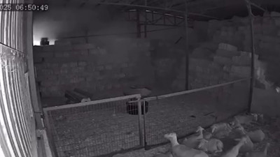 Mudanya’da faciaya dönüşen yangın kamerada: 170 küçükbaş hayvan küle dönerek telef oldu