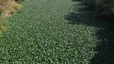 İstila ettiler! Boyu 1 metreyi buluyor