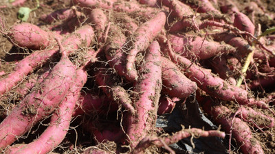 Hasat başladı, tarladan 35 TL'ye çıkıyor