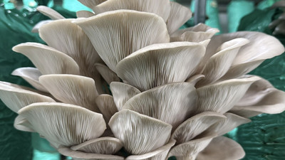 Evinin bahçesini üretim tesisine çevirdi: 40 ton istiridye mantarı üretiyor