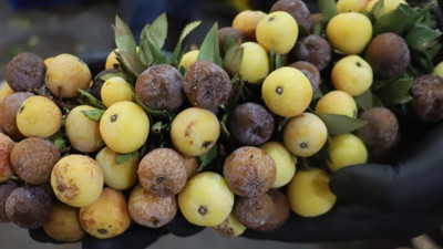 İki yılda bir yetişiyor, çürüyünce tüketiliyor