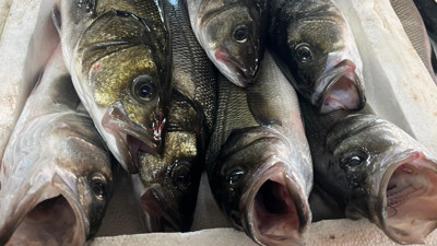 Muğla'dan 9 ayda 545 milyon dolarlık balık ihracatı