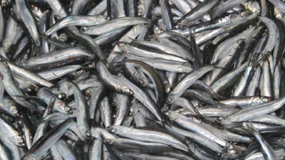 Hamside tehlike çanları! Yarı yarıya düştü