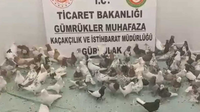 Sınırda operasyon... TIR'dan 85 tane 'Cancan' çıktı