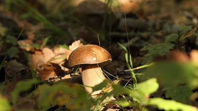 Toros'larda sonbahar bereketi: Yağmurların ardından çayır mantarları ortaya çıktı