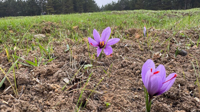 Safranbolu’nun altını: Safranın kilosu 600 bin liraya çıkıyor