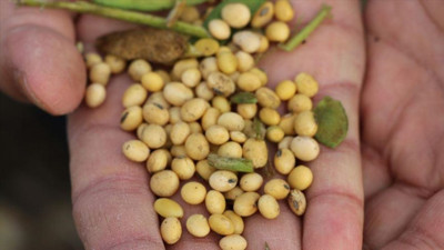 Soya fasulyesi 16 ayın zirvesinden geriledi