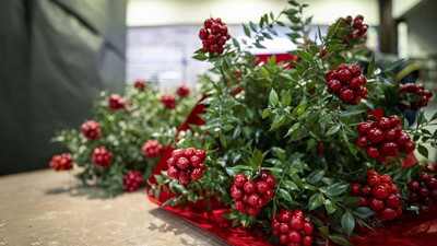 Yılbaşı uğurunun sembolü “Kokina” için zorlu mesai başladı