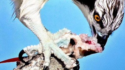 Balık Kartalı Türkiye'de görüntülendi