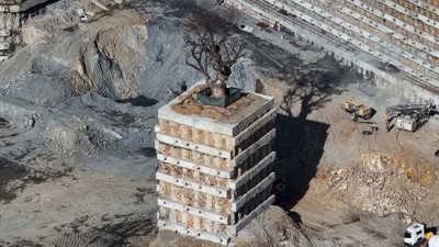 Milyarlık projede kalan tek ağaca kazıklı koruma