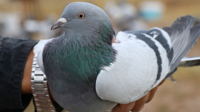 20 yıl yaşıyor, yurt dışına 500 bin TL'ye satıyorlar