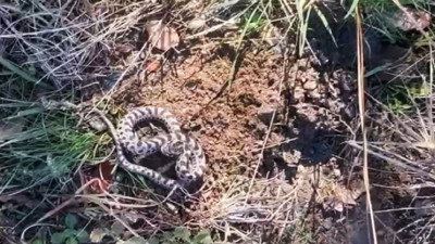 Mantar aramak için ormana gitti, karşısında görünce şoke oldu