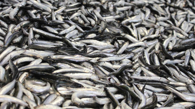 Hamside 'boy' krizi! Almıyorlar...