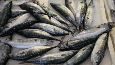 Balıkçılar uyardı: Palamut avı az, fiyatlar uçtu