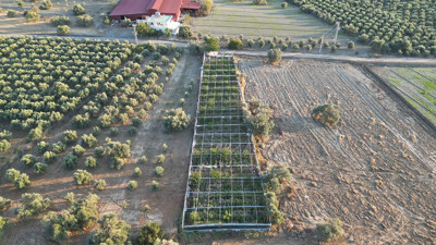 Türkiye'nin tarım merkezinde ejder meyvesi hasadı başladı: Kilosu 180 TL'den alıcı buluyor