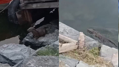 Nesli tükenmekte olan su samuru Küçükçekmece’de görüldü