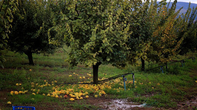 Zirai don ayvayı vurdu