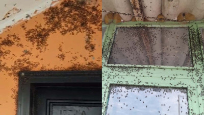 Kara sinek istilası vatandaşı bezdirdi! Pencerelerini açamaz hale geldiler