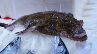 Sadece kuyruğu yeniyor... Kilosu 700 TL!