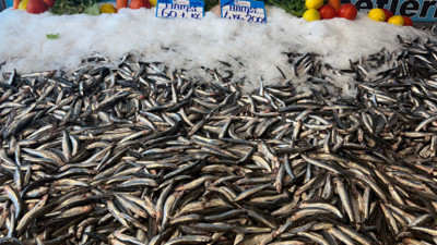 Buzdolabını doldurmanın tam zamanı! Kilosu 60 liraya düştü!