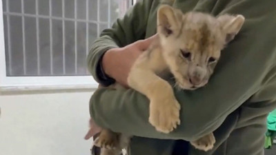 Bakanlık açıkladı: 35 günlük Afrika aslanı ele geçirildi