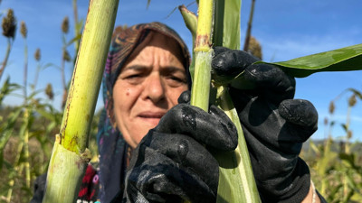 Devlet desteğiyle ekti, şimdi yılda 1 ton üretiyor