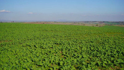 Kanola üreticisini sevindiren yağmur