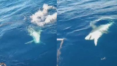 Köpek balığı oltaya takıldı: Botu ısırmasından korkup denize bıraktılar