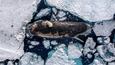 National Geographic 2025’in en çarpıcı fotoğraflarını seçti: Dev balinanın üzerinde kutup ayısı