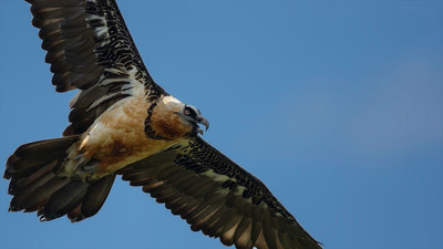 Dünyada yalnızca 3 noktada görülüyor: Akbaba döngüsü Bolu’da yaşanıyor