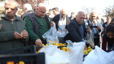 Hatay'da mandalina bereketi: Üretici, tarlada 2 TL'ye düşen mandalinayı ücretsiz dağıttı