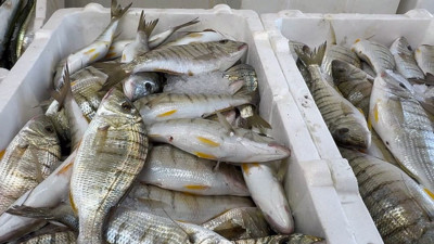 Hamsi bolluğu tezgahlara çeşitlilik getirdi: Balıkçılar da şaşkın