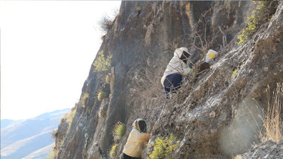 Kilometrelerce yürüdüler, dağlarda kaya balı hasadı yaptılar