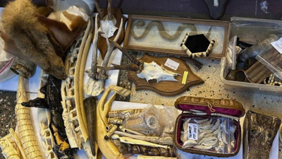 İstanbul'da yasa dışı yaban hayatı ürünlerine el konuldu