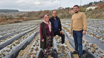 Yayla çileğinde dikim mesaisi başladı (video)