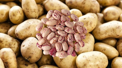 Niğde’nin patatesi ve barbunyası Migros raflarına giriyor