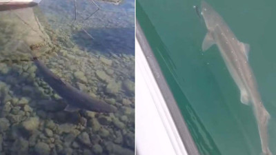 Trabzon kıyılarında köpek balığı alarmı